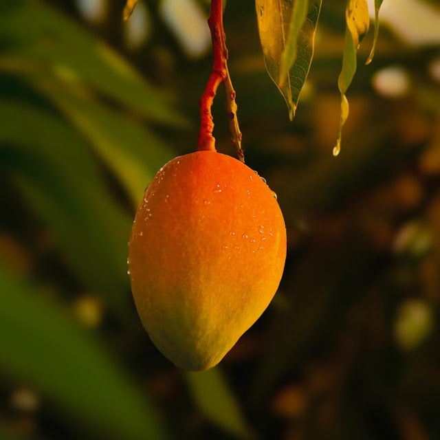 Mango fruit hanging from a tree with green leaves.
